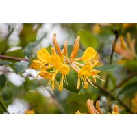 Kategorie <b>Kletterpflanzen </b> - Lonicera tellmanniana 80-100 cm