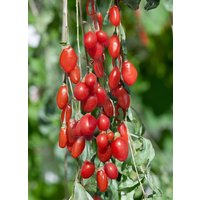 Kategorie <b>Produkt nicht gewünscht </b> - Lycium barbarum 'Sweet Lifeberry' -R- 40-60 cm