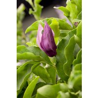Blütensträucher und Ziergehölze - Magnolia 'Black Beauty' 80-100 cm