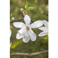 Blütensträucher und Ziergehölze - Magnolia kobus 150-175 cm