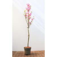 Kategorie <b>Produkt nicht gewünscht </b> - Magnolia liliiflora 'Susan' 100 cm Stammhöhe