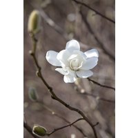 Laubbäume - Magnolia loebneri 'Merrill' 150-175 cm