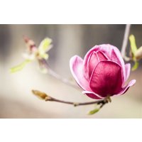 Blütensträucher und Ziergehölze - Magnolia soulangiana 'Genie' -R- 120 cm Stammhöhe