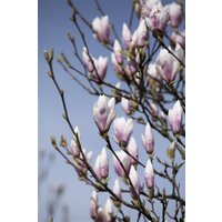 Kategorie <b>Blütensträucher und Ziergehölze </b> - Magnolia soulangiana 'Heaven Scent' 80-100 cm