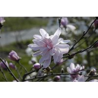 Laubbäume - Magnolia stellata 'George Henry Kern' 80-100 cm