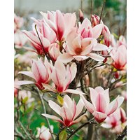 Kategorie <b>Blütensträucher und Ziergehölze </b> - Magnolia 'Sunrise' 40-60 cm