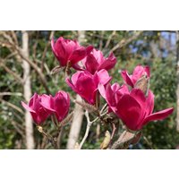 Kategorie <b>Blütensträucher und Ziergehölze </b> - Magnolia 'Vulcan' 60-80 cm
