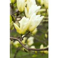 Kategorie <b>Blütensträucher und Ziergehölze </b> - Magnolia 'Yellow River' 60-80 cm