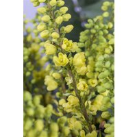 immergrüne Laubbäume - Mahonia media 'Winter Sun' 125-150 cm