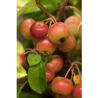 Kategorie <b>Laubbäume </b> - Malus 'Evereste' -R- CAC 125-150 cm