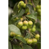 Kategorie <b>Laubbäume </b> - Malus 'Golden Hornet' CAC 125 cm Stammhöhe