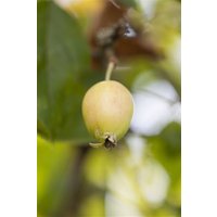 Kategorie <b>Blütensträucher und Ziergehölze </b> - Malus 'John Downie' CAC 100-125 cm
