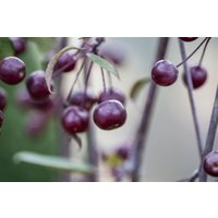 Kategorie <b>Blütensträucher und Ziergehölze </b> - Malus 'Nicoline' CAC 80-100 cm