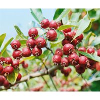 Kategorie <b>Blütensträucher und Ziergehölze </b> - Malus 'Red Obelisk' -R- CAC 60-100 cm