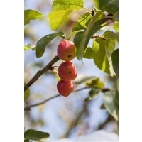 Kategorie <b>Produkt nicht gewünscht </b> - Malus 'Red Sentinel' CAC 80 cm Stammhöhe
