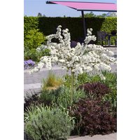 Kategorie <b>Produkt nicht gewünscht </b> - Malus 'Tina' CAC 80 cm Stammhöhe