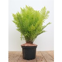 Gräser - Matteuccia struthiopteris 30-40 cm