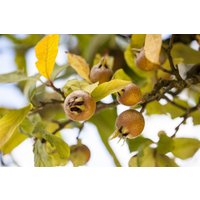 Kategorie <b>Laubbäume </b> - Mespilus germanica 125-150 cm