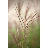 Gräser - Miscanthus sinensis 'Dronning Ingrid' 3-5 Liter Container (Wuchs jahreszeitlich)