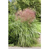 Kategorie <b>Gräser </b> - Miscanthus sinensis 'Große Fontäne' 3-5 Liter Container (Wuchs jahreszeitlich)