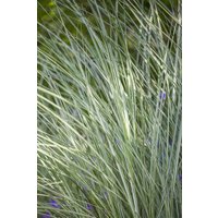 Kategorie <b>Gräser </b> - Miscanthus sinensis 'Morning Light' 3-5 Liter Container (Wuchs jahreszeitlich)