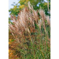 Kategorie <b>Gräser </b> - Miscanthus sinensis 'Pünktchen' 3-5 Liter Container (Wuchs jahreszeitlich)