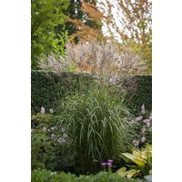 Kategorie <b>Gräser </b> - Miscanthus sinensis 'Silberspinne' 3-5 Liter Container (Wuchs jahreszeitlich)