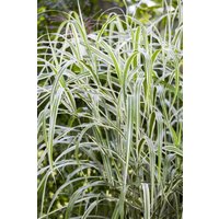Kategorie <b>Gräser </b> - Miscanthus sinensis var. 'Cosmopolitan' 3-5 Liter Container (Wuchs jahreszeitlich)
