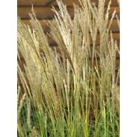 Kategorie <b>Gräser </b> - Miscanthus sinensis 'Yakushima Dwarf' 7,5-10 Liter Container (Wuchs jahreszeitlich)