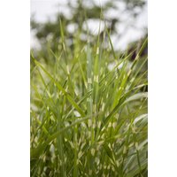 Kategorie <b>Gräser </b> - Miscanthus sinensis 'Zebrinus' 10-15 Liter Container (Wuchs jahreszeitlich)