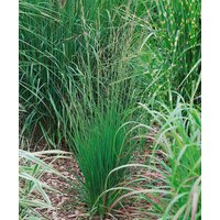 Kategorie <b>Gräser </b> - Molinia caerulea 'Heidebraut' 7,5-10 Liter Container (Wuchs jahreszeitlich)