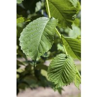 Kategorie <b>Laubbäume </b> - Morus alba 60-80 cm