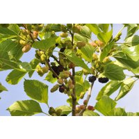 Kategorie <b>Laubbäume </b> - Morus nigra 60-80 cm