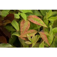 Kategorie <b>Produkt nicht gewünscht </b> - Nandina domestica 'Firepower' 30-40 cm