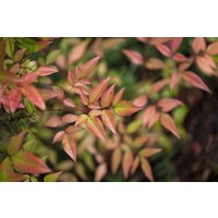 Kategorie <b>Produkt nicht gewünscht </b> - Nandina domestica 'Gulf Stream' 20-30 cm