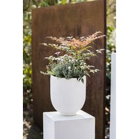 Kategorie <b>Produkt nicht gewünscht </b> - Nandina domestica 'Obsessed' -R- 20-30 cm