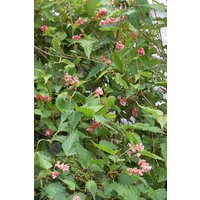 Kategorie <b>Laubbäume </b> - Neillia affinis 60-80 cm