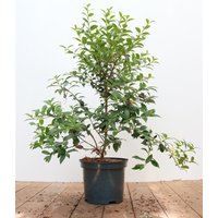 Kategorie <b>Blütensträucher und Ziergehölze </b> - Osmanthus burkwoodii 30-40 cm