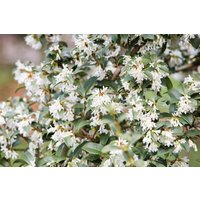 Kategorie <b>Blütensträucher und Ziergehölze </b> - Osmanthus burkwoodii 80-100 cm
