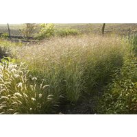 Kategorie <b>Produkt nicht gewünscht </b> - Panicum virgatum 'Shenandoah' 3-5 Liter Container (Wuchs jahreszeitlich)