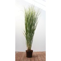 Gräser - Panicum virgatum 'Strictum' 3-5 Liter Container (Wuchs jahreszeitlich)