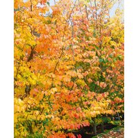 Laubbäume - Parrotia persica 175-200 cm