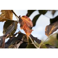 Kategorie <b>Laubbäume </b> - Parrotia persica 'Vanessa' 80-100 cm