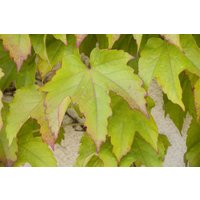Kategorie <b>Produkt nicht gewünscht </b> - Parthenocissus tricuspidata 'Veitchii' 80-100 cm