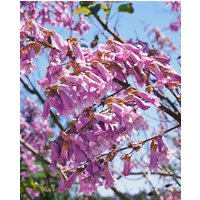 Kategorie <b>Laubbäume </b> - Paulownia tomentosa 80-100 cm