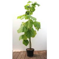 Kategorie <b>Laubbäume </b> - Paulownia tomentosa 125-150 cm