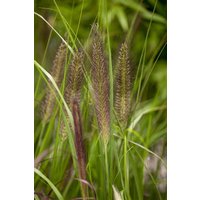 Kategorie <b>Gräser </b> - Pennisetum alopecuroides 'Compressum' 3-5 Liter Container (Wuchs jahreszeitlich)