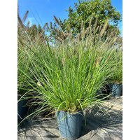 Kategorie <b>Produkt nicht gewünscht </b> - Pennisetum alopecuroides 'Hameln' 3-5 Liter Container (Wuchs jahreszeitlich)