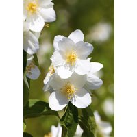 Kategorie <b>Produkt nicht gewünscht </b> - Philadelphus 'Belle Etoile' 125-150 cm