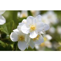 Kategorie <b>Laubbäume </b> - Philadelphus coronarius 15-20 cm